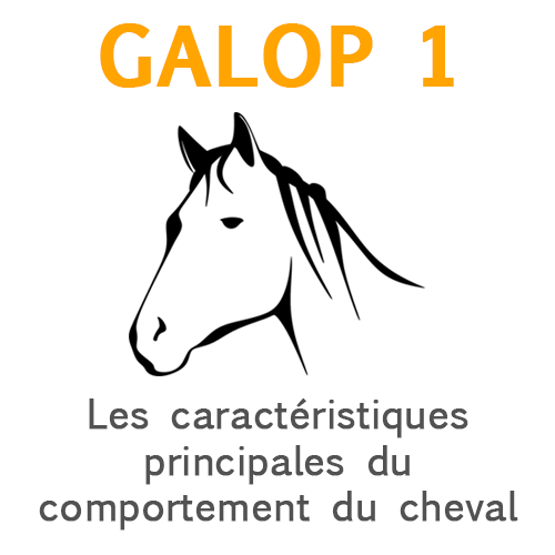 Comportement du cheval Comportement du cheval