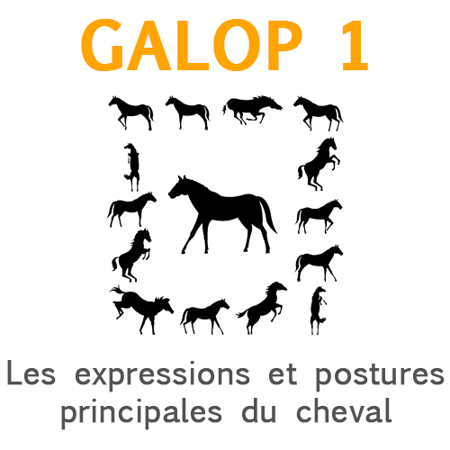 Les expressions et postures principales du cheval Les expressions et postures principales du cheval