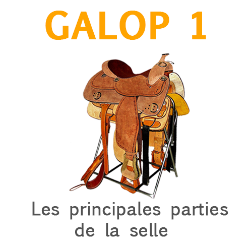Les principales parties de la selle Les principales parties de la selle