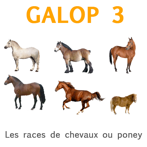 Races de chevaux et de poneys Races de chevaux et de poneys