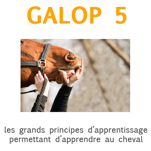 Les grands principes d'apprentissage