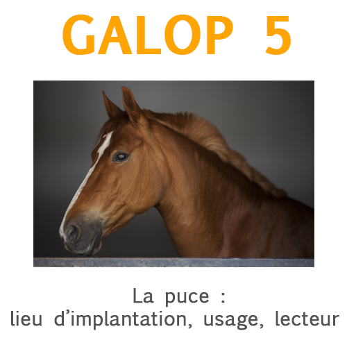 La puce électronique ou transpondeur du cheval