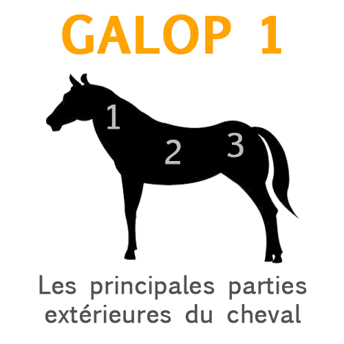 Les prinicpales parties extérieures du cheval Les prinicpales parties extérieures du cheval