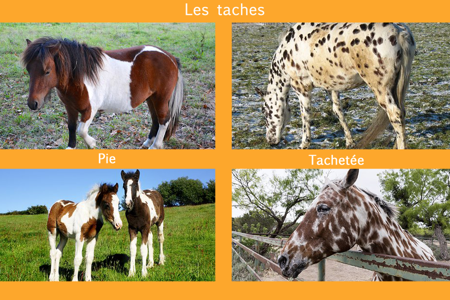 Les pie et tachetée Les pie et tachetée