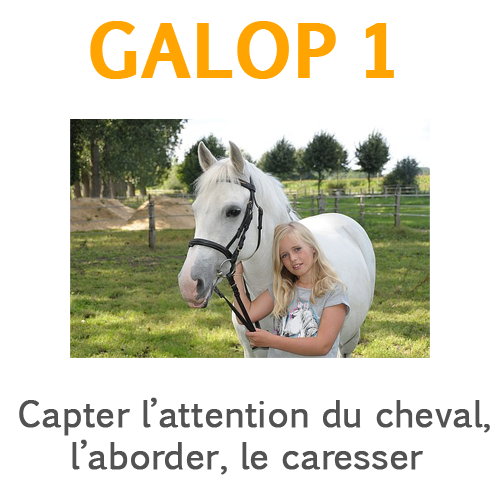 Capter l'attention du cheval Capter l'attention du cheval