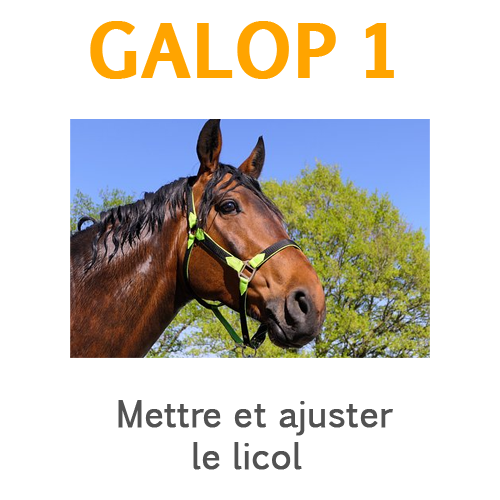 Mettre et ajuster le licol Mettre et ajuster le licol