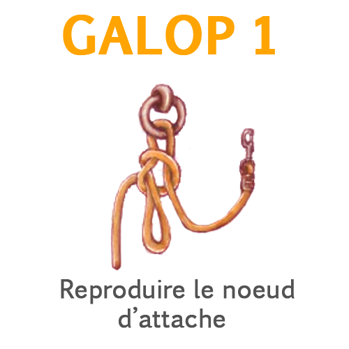 Reproduire le noeud d'attache Reproduire le noeud d'attache