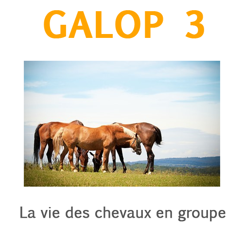 Galop 3 La vie des chevaux en groupe Galop 3 La vie des chevaux en groupe