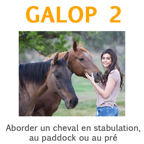 Aborder un cheval en liberté