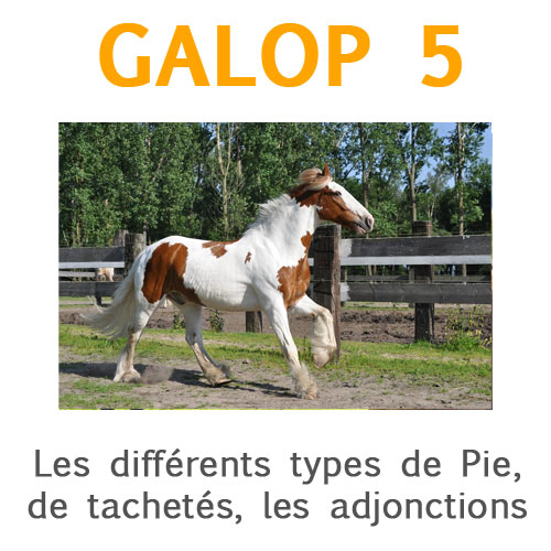 pies taches adjonctions