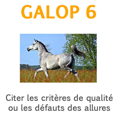 Qualités et défauts des allures