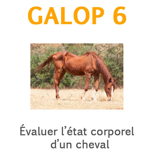 L'état corporel du cheval