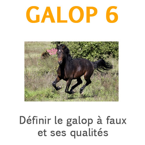 Contre galop ou galop à faux