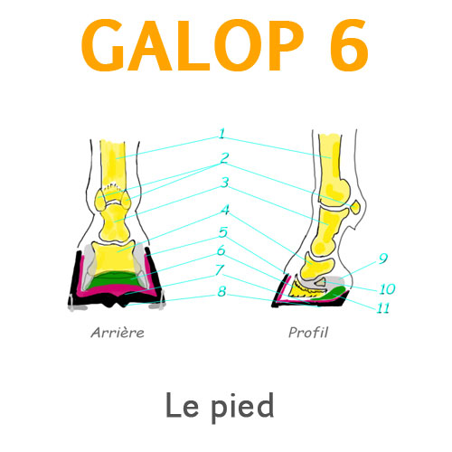 Les grands principes d'apprentissage
