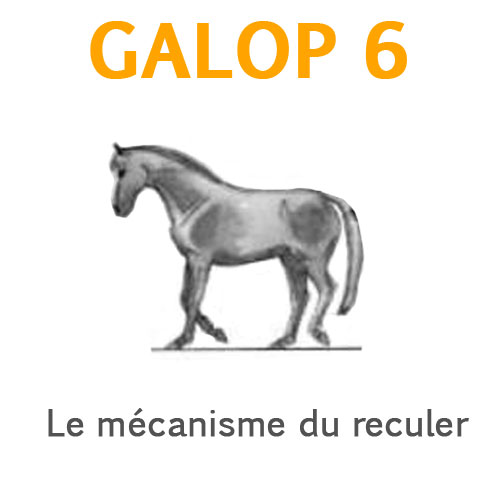 Expliquer les grandes étapes de la reproduction de la saillie au sevrage