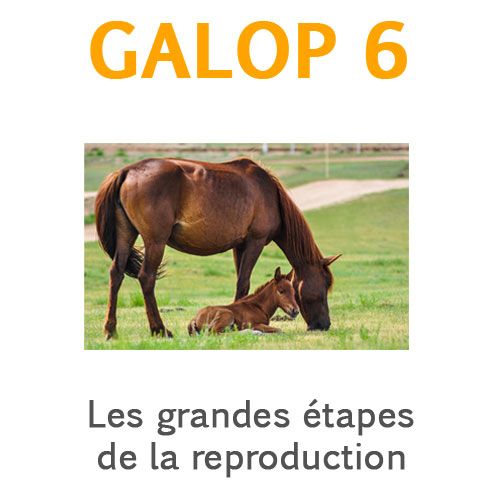Expliquer les grandes étapes de la reproduction de la saillie au sevrage