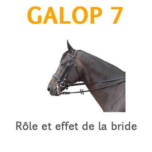 Les principaux enrenements en longe galop 7