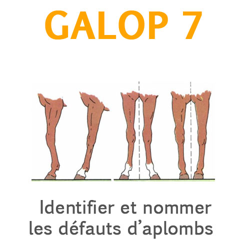Les défauts d'aplombs galop 7