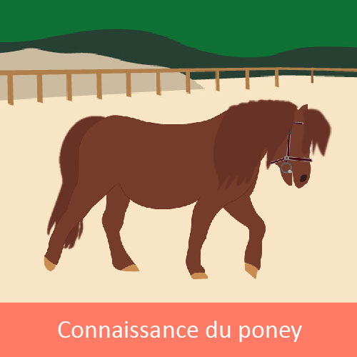 PB-CP Connaissance du poney