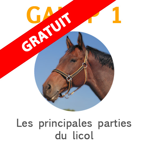 galop-1-connaissance-parties-du-licol Parties du licol