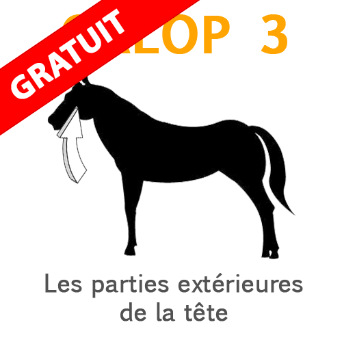 galop-3-parties-exterieures-cheval-tete Partie extérieure de la tête