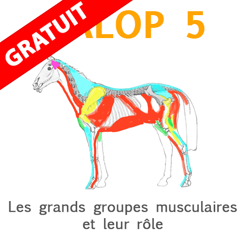les muscles galop 5 les muscles